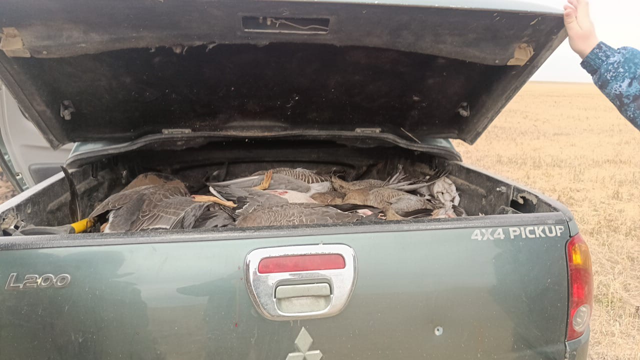 Ар-ожданның бір атысы үшін 33 қаз: Ақмола облысында Астанадан браконьер ұсталды