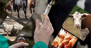 Қазақстан Республикасының ветеринариялық заңнамасын түсіндіру