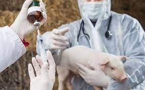 Ветеринариялық профилактикалық және диагностикалық іс-шараларға жануарларды бермегені үшін жауапкершілік