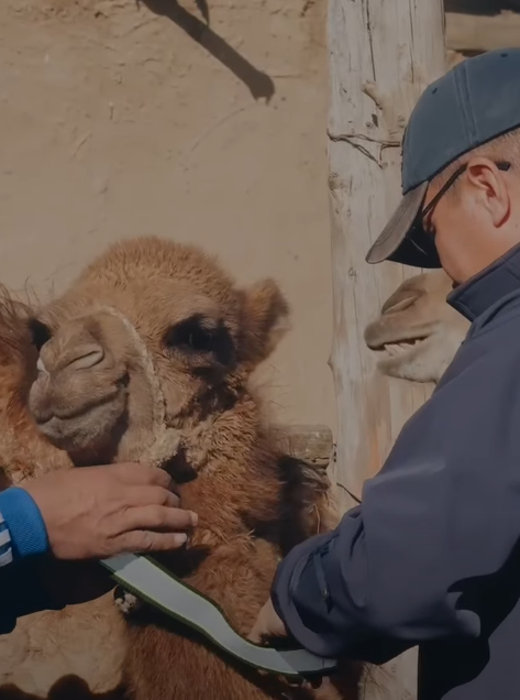 Атырауда тасжол маңындағы қыстақтарға 100-ге жуық жарыққа шағылысатын бау таратылды