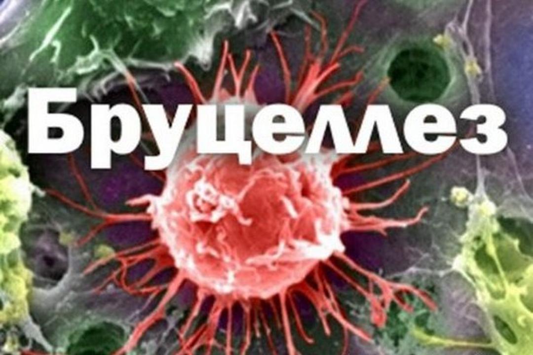 Бруцеллез және оның алдын алу