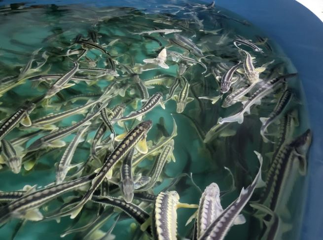 «Костанайский осетр» готов увеличить производственную мощность в 2 раза