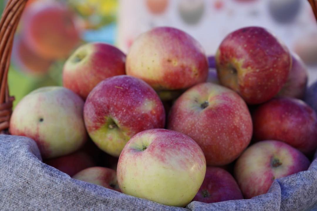 В Алматинской области ведется закладка сада по возрождению легендарного апорта