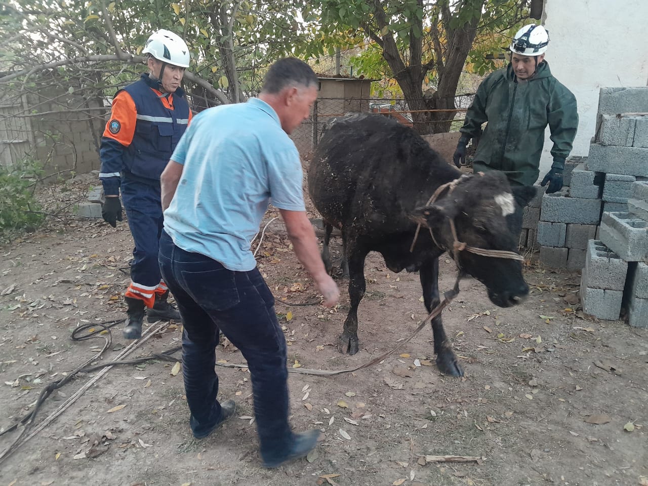Құтқарушылар сиырды 3 метрлік кәрізден шығарды