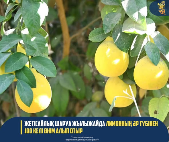 Саяжайдағы жалаңаш көршілердің суреттері