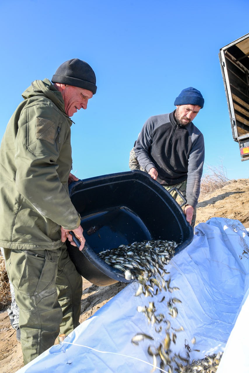 Іле өзенінің сағасында орналасқан Шағырай көлдер жүйесіне балық жіберілді