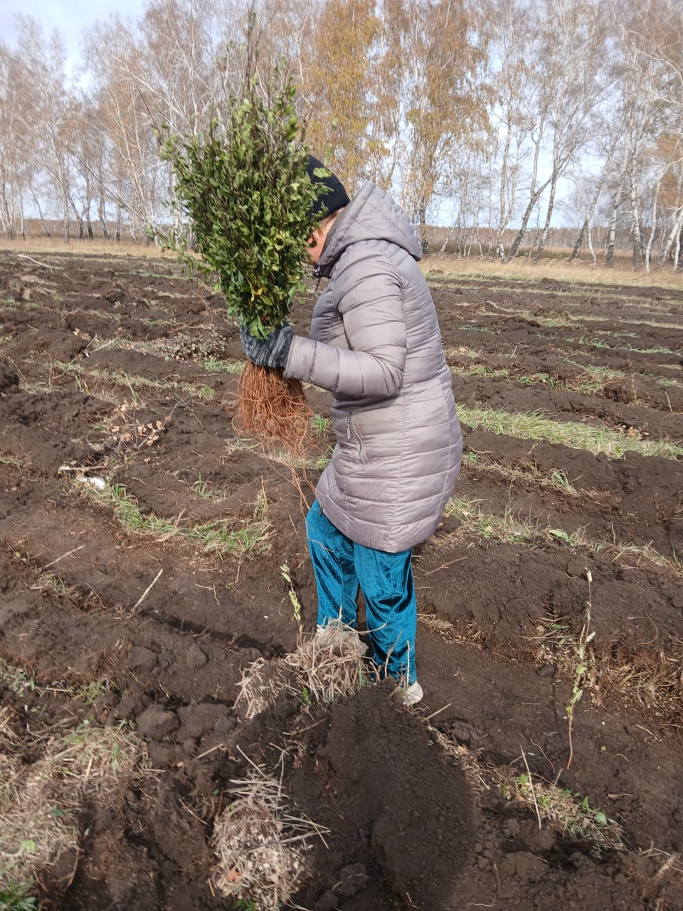 Көшет отырғызу бойынша экологиялық акция