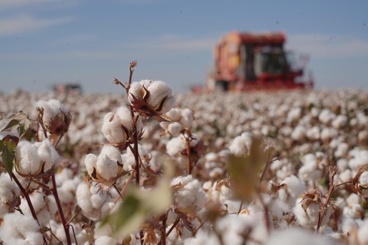 В Казахстане завершается уборка урожая хлопчатника