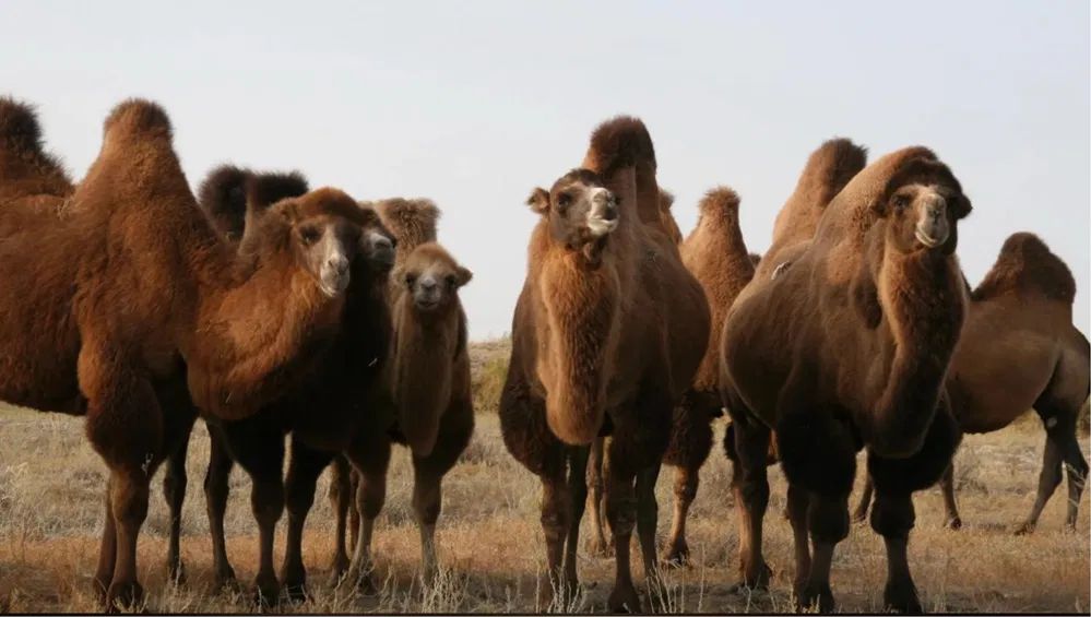 Ең бұрмаланған порно рейтингі Мүшелік пицца порно