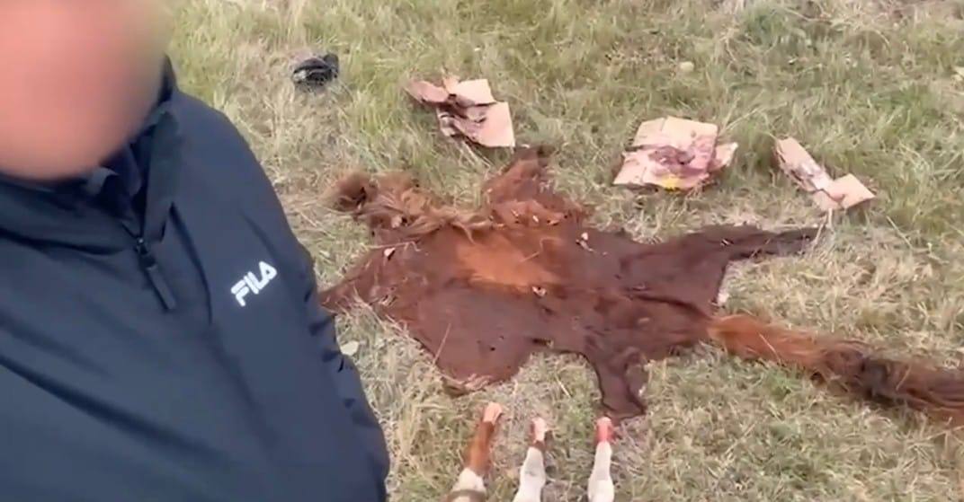 Кража рогатых и копытных: в пригороде столицы задержана преступная группа