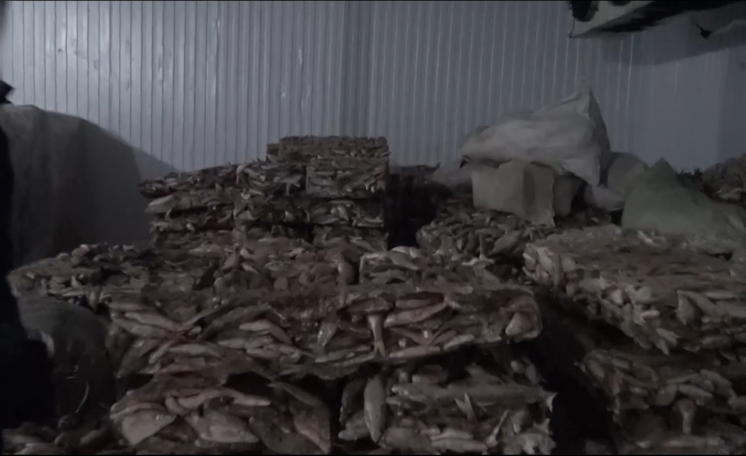 Қызылорда облысынан Еуропаға 75 тоннадан астам  көк серке еті заңсыз экспортталған