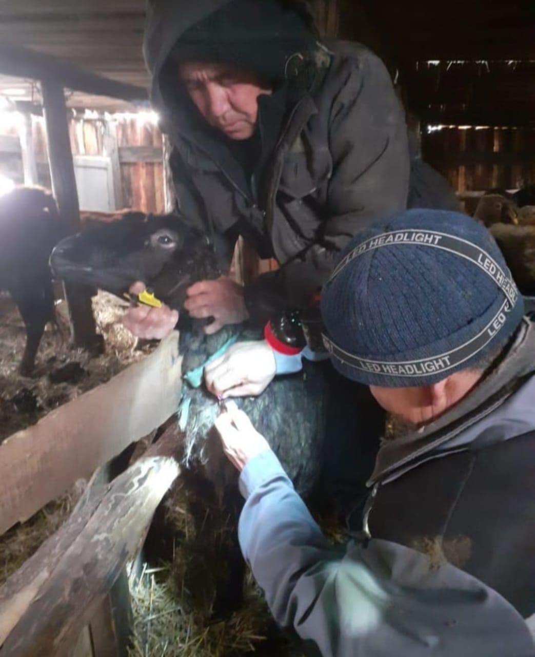 Работа по отбору проб крови