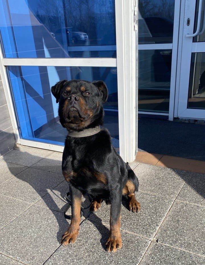 Полицейская собака обнаружила наркотики в автомобиле