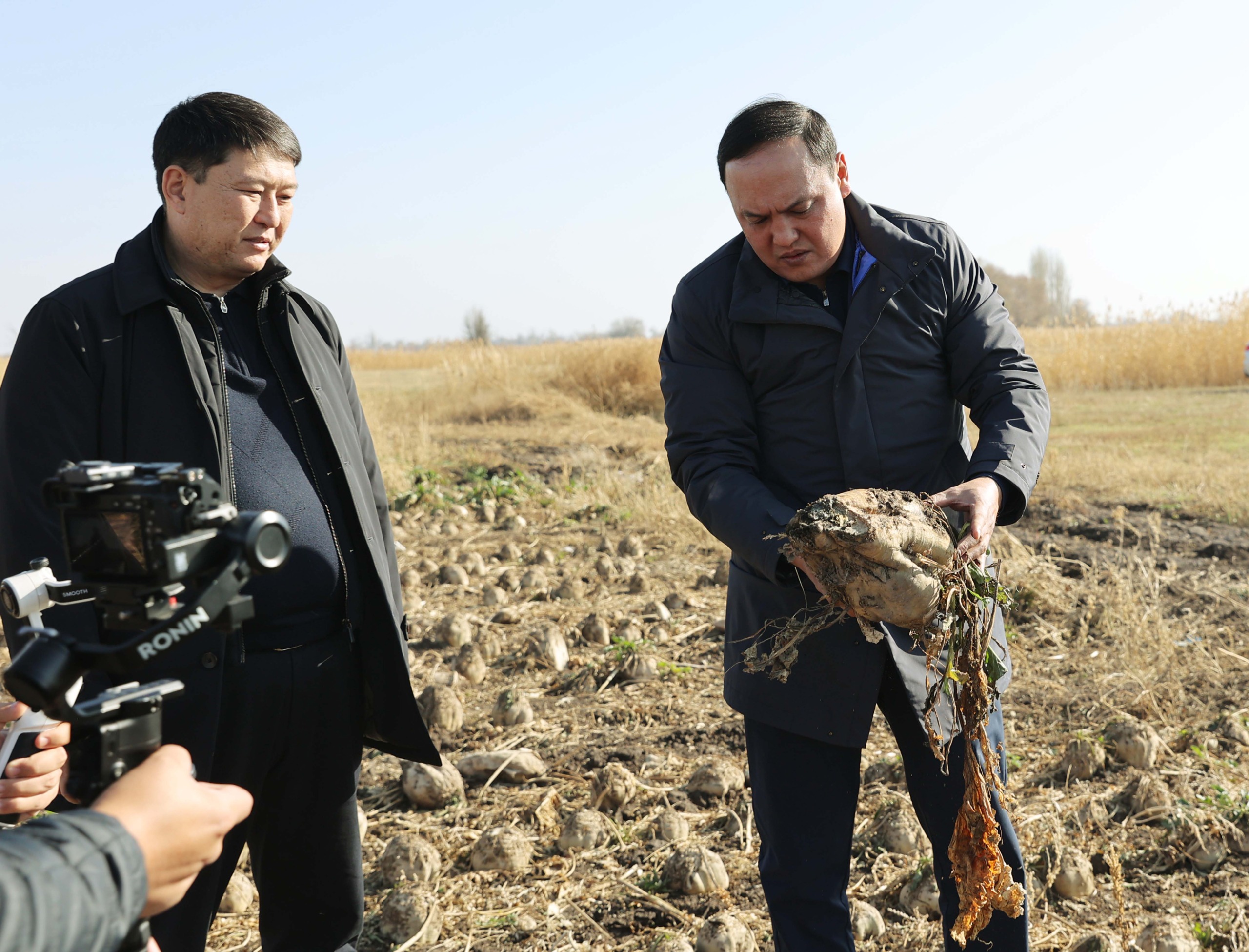 Ербол Қарашөкеев қызылша алқаптарын аралап, Меркі қант зауытының жұмысын тексерді