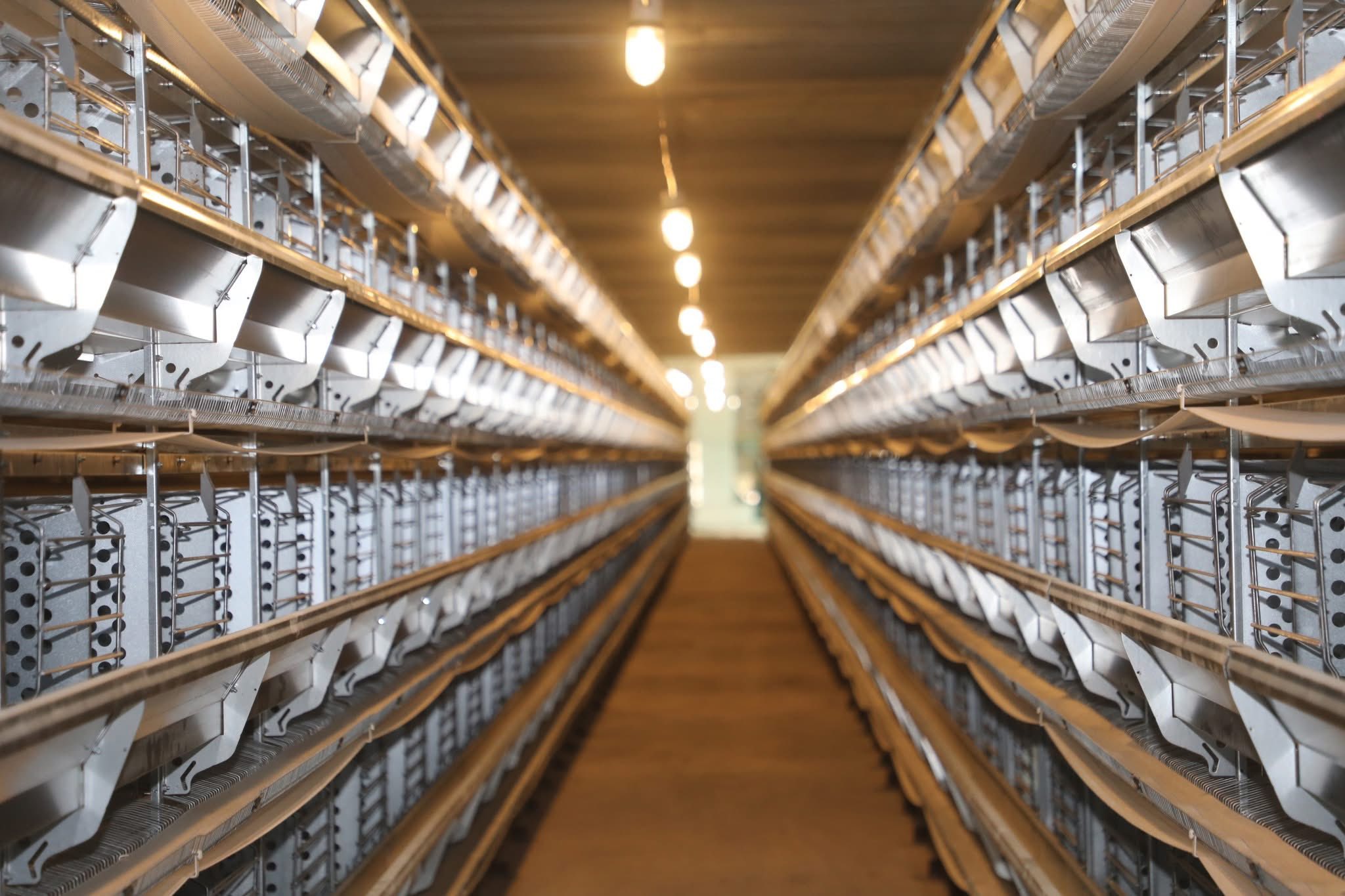 ТҮРКІСТАН: САРЫАҒАШ АУДАНЫНДА ҚҰС ШАРУАШЫЛЫҒЫ ДАМЫП КЕЛЕДІ