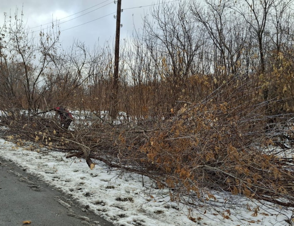 Силами общественных работников и коллектива аппарата акима сельского округа проведена обрезка веток и кустарников вдоль улицы Достык.
