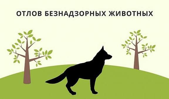 Қараусыз қалған үй жануарларын аулау