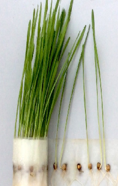 Неліктен дәнді дақылдардың тұқымдарын фитопатологиялық талдау қажет