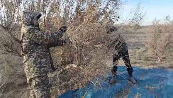 Сексеуіл тұқымын жинау жұмыстары жалғасуда