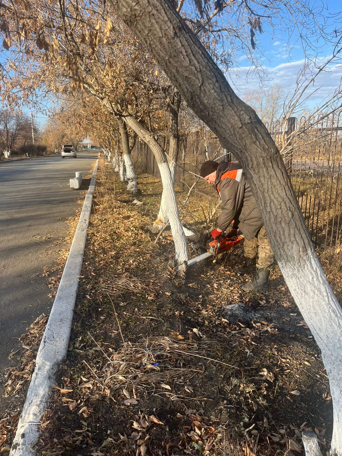 Выкорчевка старых и аварийных деревьев в селе Придорожное.