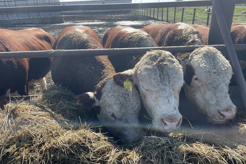 🛑Өңірде ауылдық кәсіпкерлікті дамытуға, халық табысын арттыруға және ауылдағы кооперацияны қолдауға бағытталған мемлекеттік «Ауыл аманаты» бағдарламасы аясында жеңілдетілген микрокредиттерге өтінімдер қабылдау қайта басталды.