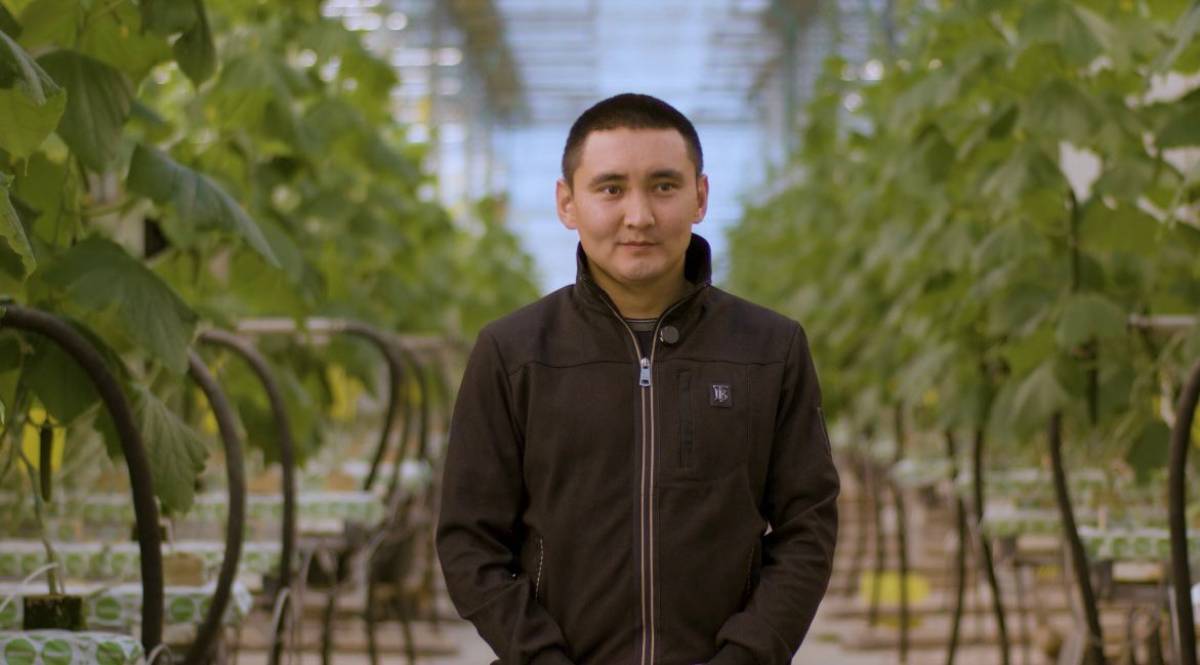 Ежедневно в столичной теплице собирают около 3–4 тонн огурцов