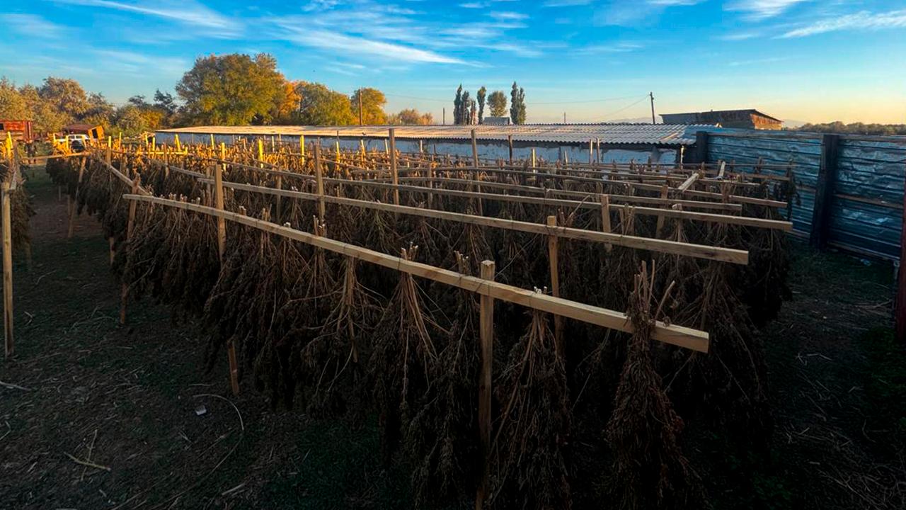 Изъятые наркотические вещества растительного происхождения 1