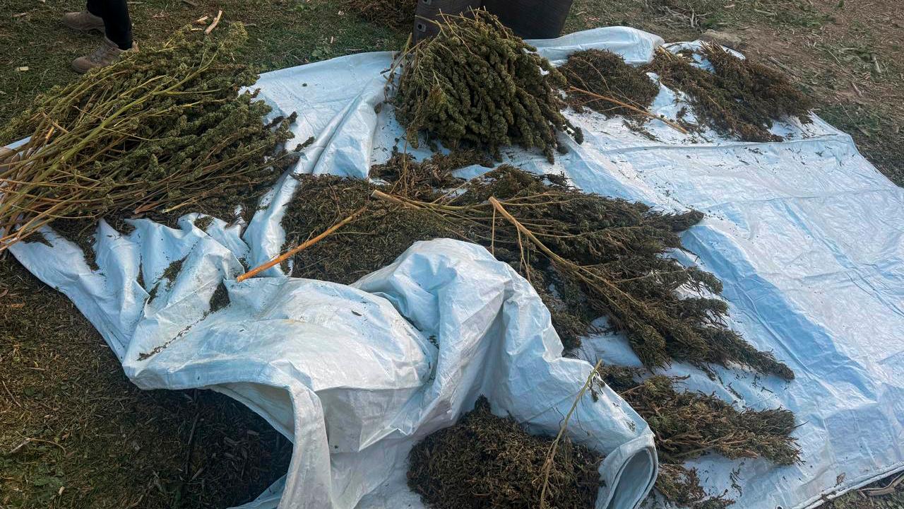 Изъятые наркотические вещества растительного происхождения 2