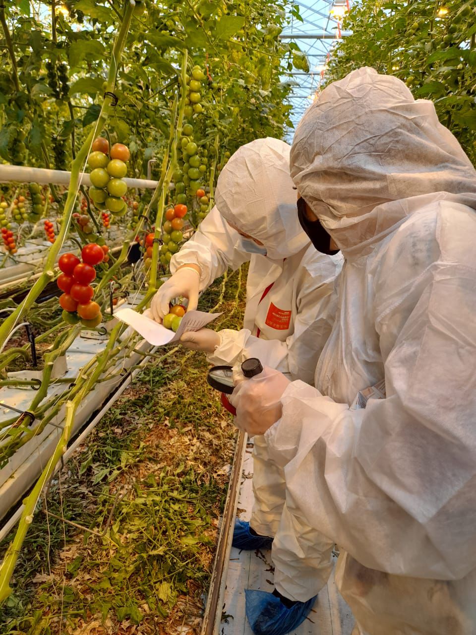 Фитосанитариялық сараптаманы ақылы негізге көшіру Қазақстанның азық-түлік қауіпсіздігін нығайтады