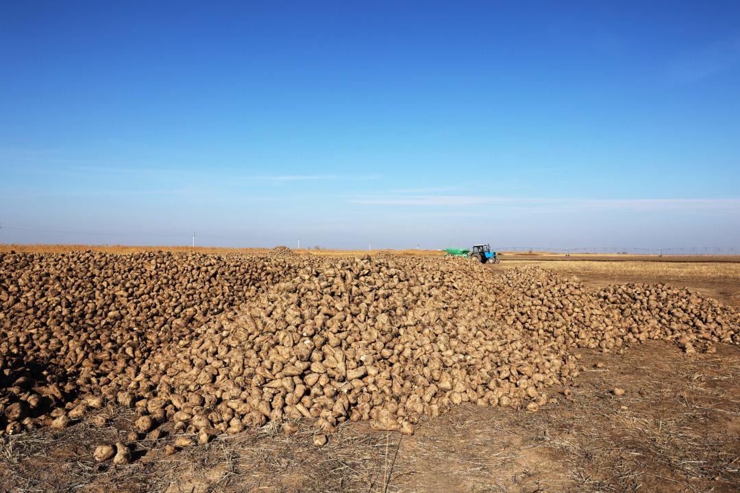 Приём сахарной свёклы активно продолжается