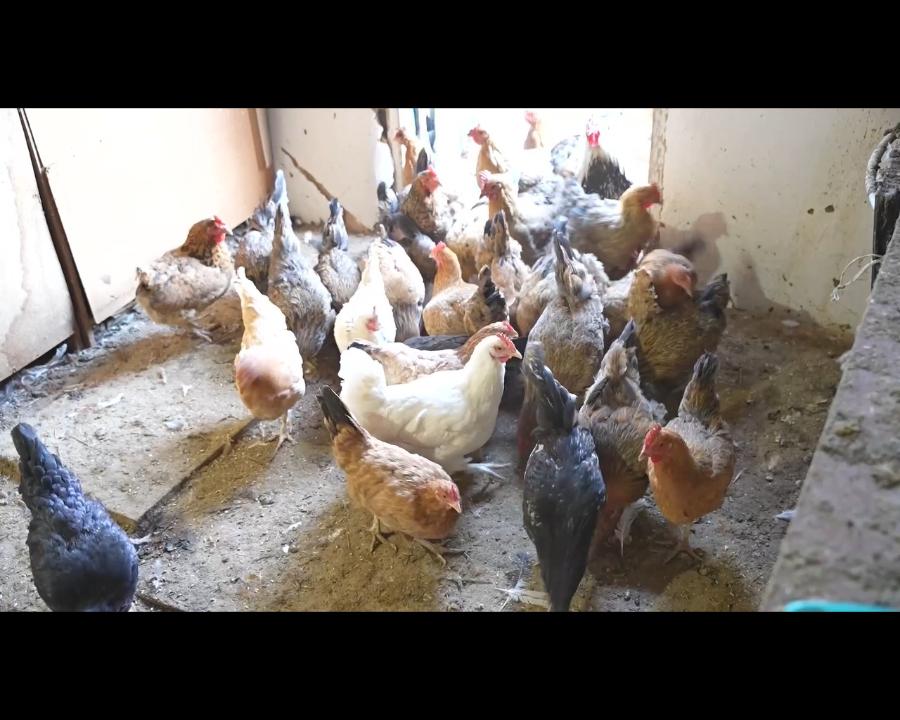 Еңбек пен жігердің символы: Шалқарлық Тайбек Өтегеновтің табыс тарихы