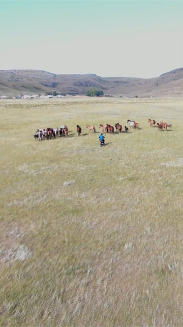 Қарағанды облысында мал ұрлығының алдын алу: полицейлер блок-бекеттер мен дрондарды қолдануда