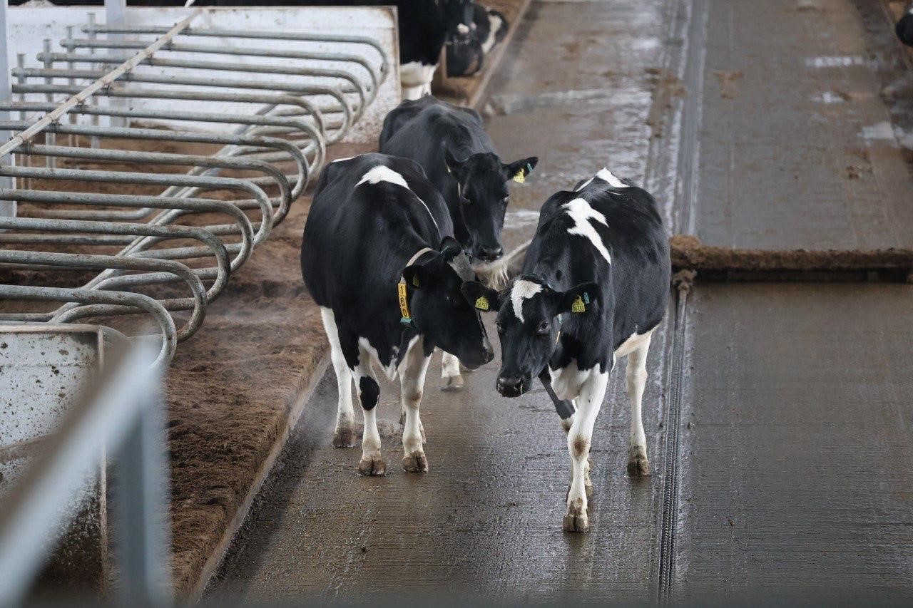 Цифровая ферма в сердце Акмолинской области: в Аккольском районе появились роботы-дояры