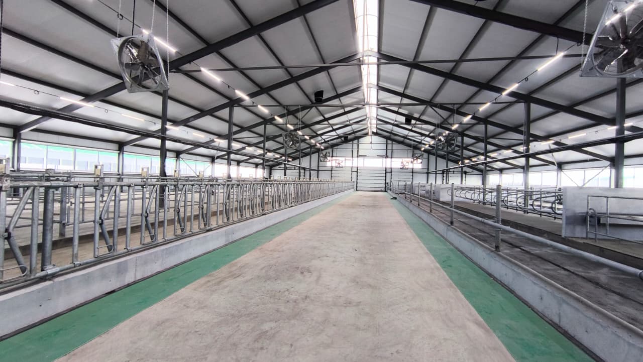 Қостанай облысында 1200 бас малға арналған сүт-тауарлы ферма іске қосылды