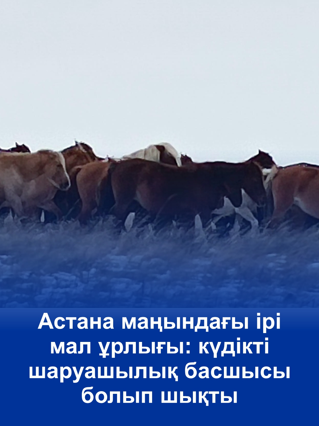 Крупное скотокрадство под Астаной: подозреваемый оказался руководителем хозяйства