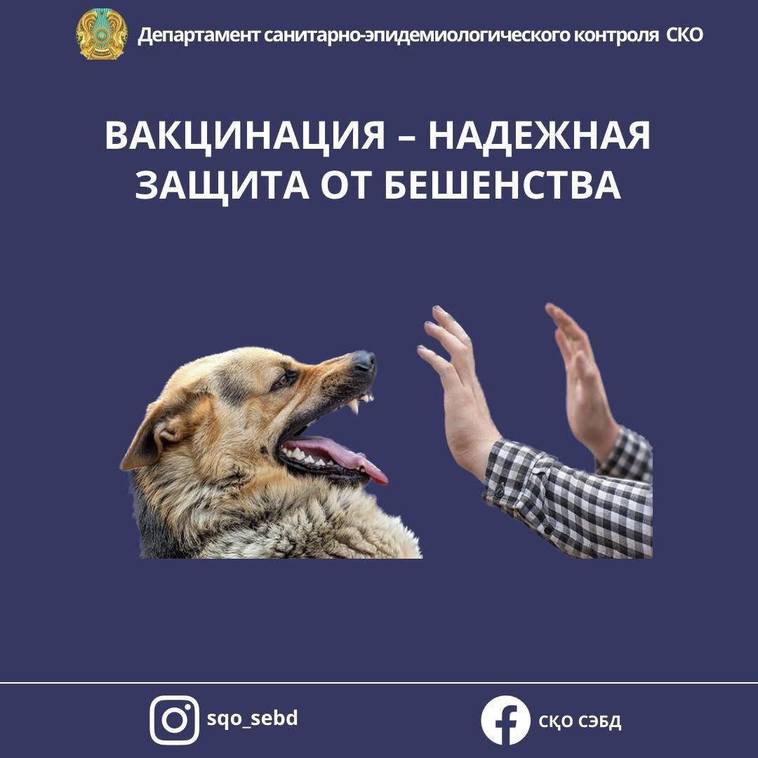 📌Бешенство – смертельная угроза для человека!