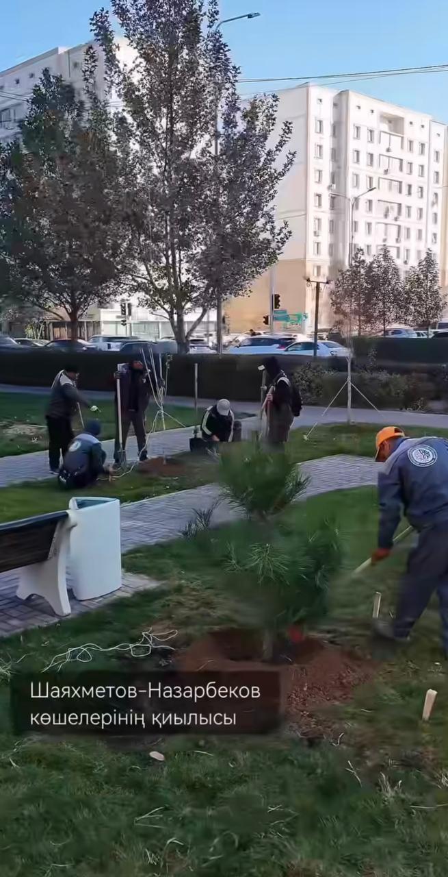 Қаратау ауданында күзгі көгалдандыру жұмыстары жүргізілді