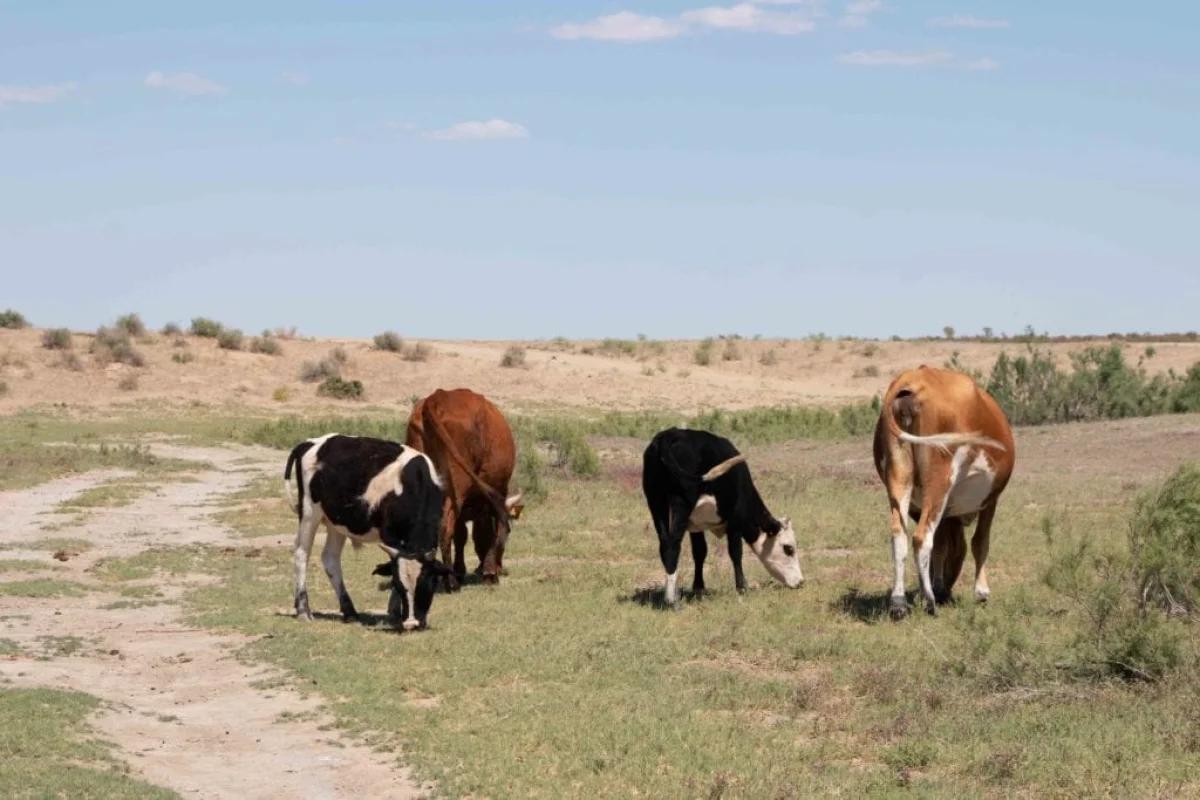 Алматы облысы, Балқаш ауданы, Желтораңғы ауылдық округі әкімдігі  10 жыл мерзімге жалға ауыл шаруашылығы мақсатындағы жерлер бойынша конкурс өткізетіндігін хабарлайды