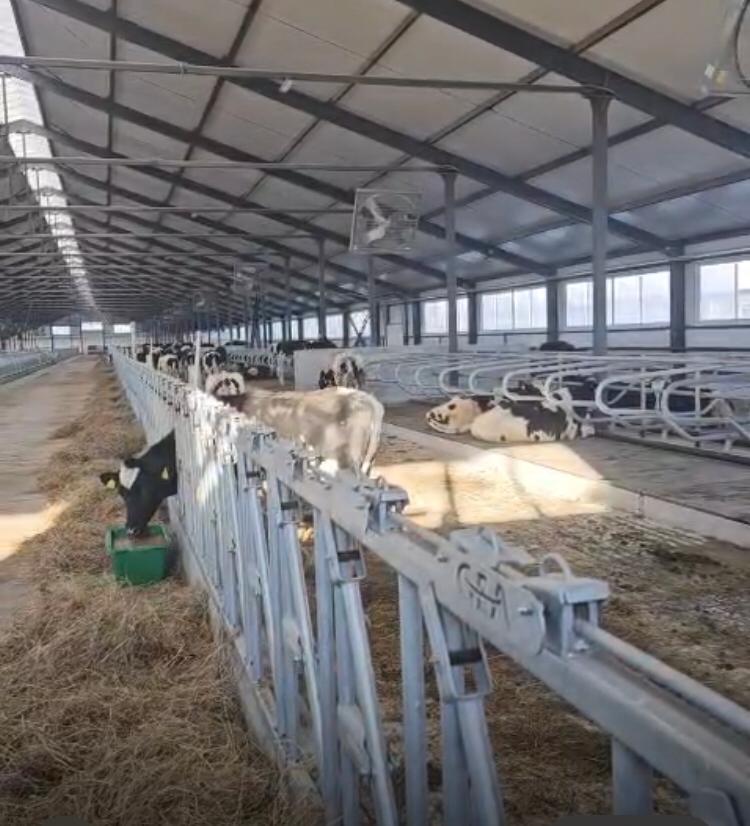 Павлодар облысына жаңа сүт-тауарлы ферма үшін алғашқы асыл тұқымды жас малдар жеткізілді