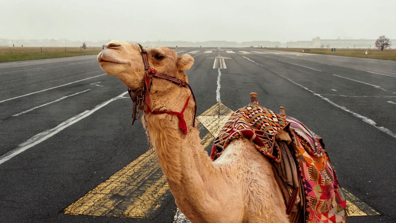 Үй жануарларын ұстап отырған үй шаруашылықтары мен шаруа қожалықтар назарына❗️