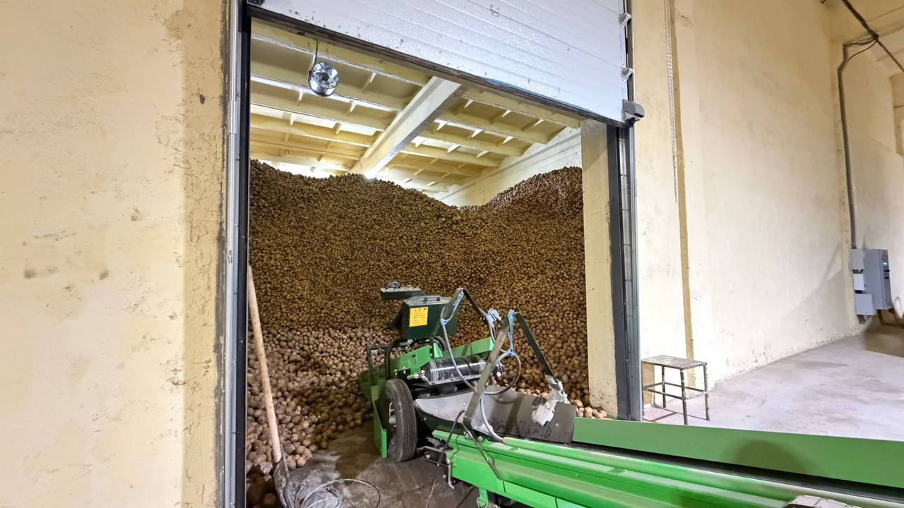 В Степногорске расширяется производство картофеля