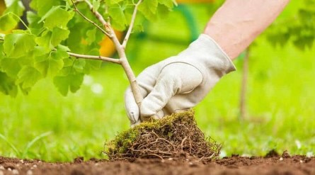 В КЕЛЕССКОМ РАЙОНЕ ВЫСАЖЕНО ОКОЛО 15 ТЫСЯЧ САЖЕНЦЕВ