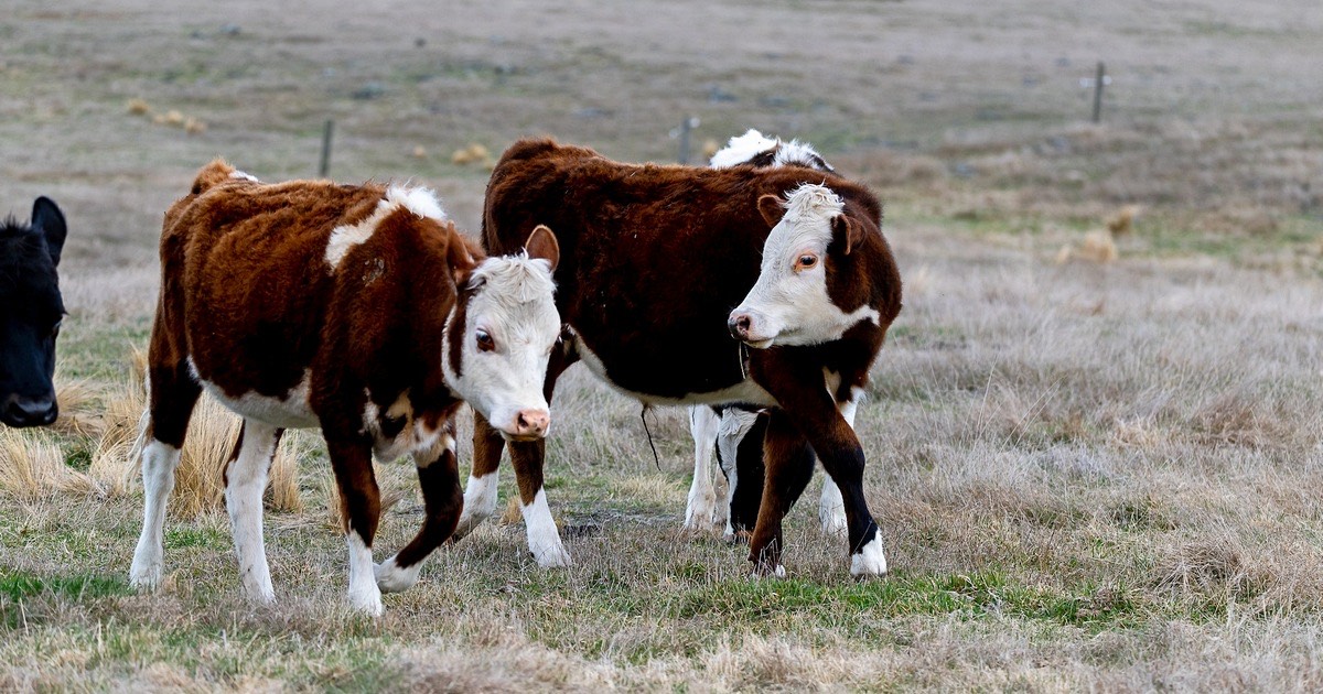 Қазақстан Республикасының аумағынан ауыл шаруашылығы жануарларын әкетуге тыйым салу