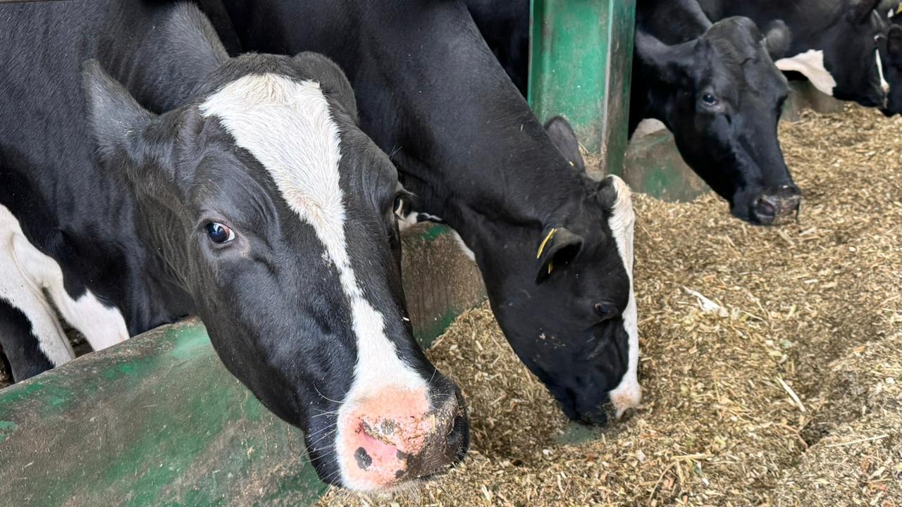 Асыл тұқымды мал шаруашылығын дамыту, мал өнімінің өнімділігі мен сапасын арттыруға қатысты субсидиялау қағидаларына өзгерістер енгізілді