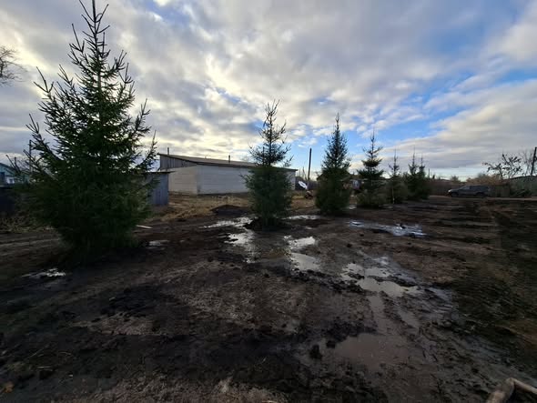 🌿Бүгін, 2025 жылғы 27 қарашада, «Таза Қазақстан» акциясы аясында Налобино ауылында салынып жатқан сквердің айналасына 30 түп шырша ағашы отырғызылды. Іс-шараға округтегі ауыл шаруашылығы құрылымдары қатысты.