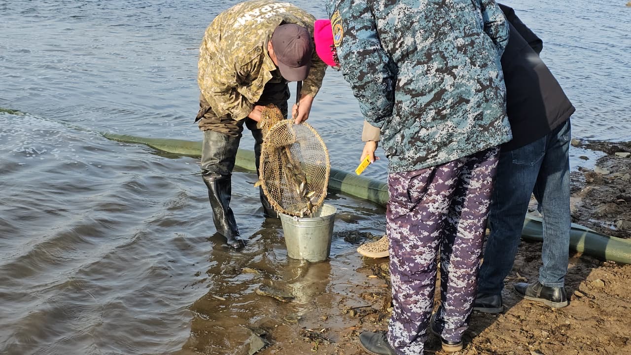 В Акмолинской области проведено зарыбление реки Селеты