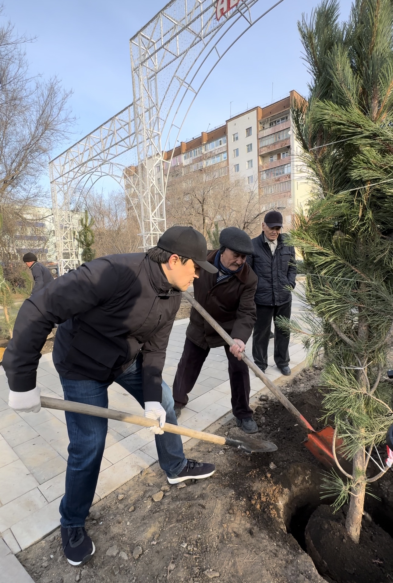 Ақтөбеде кәсіпкерлердің демеушілігімен әкелінген 150 қарағай отырғызылды