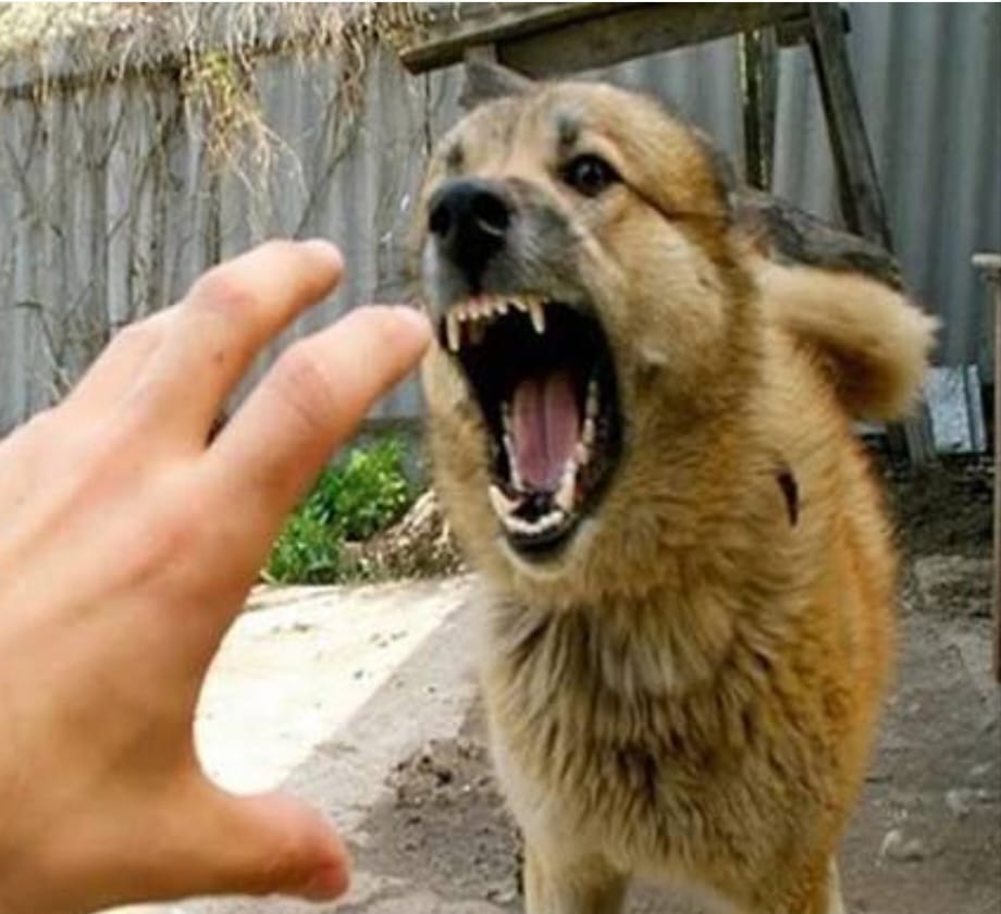 Бешенство - меры профилактики