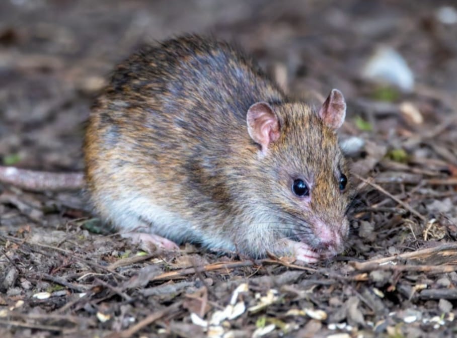 Профилактика лептоспироза