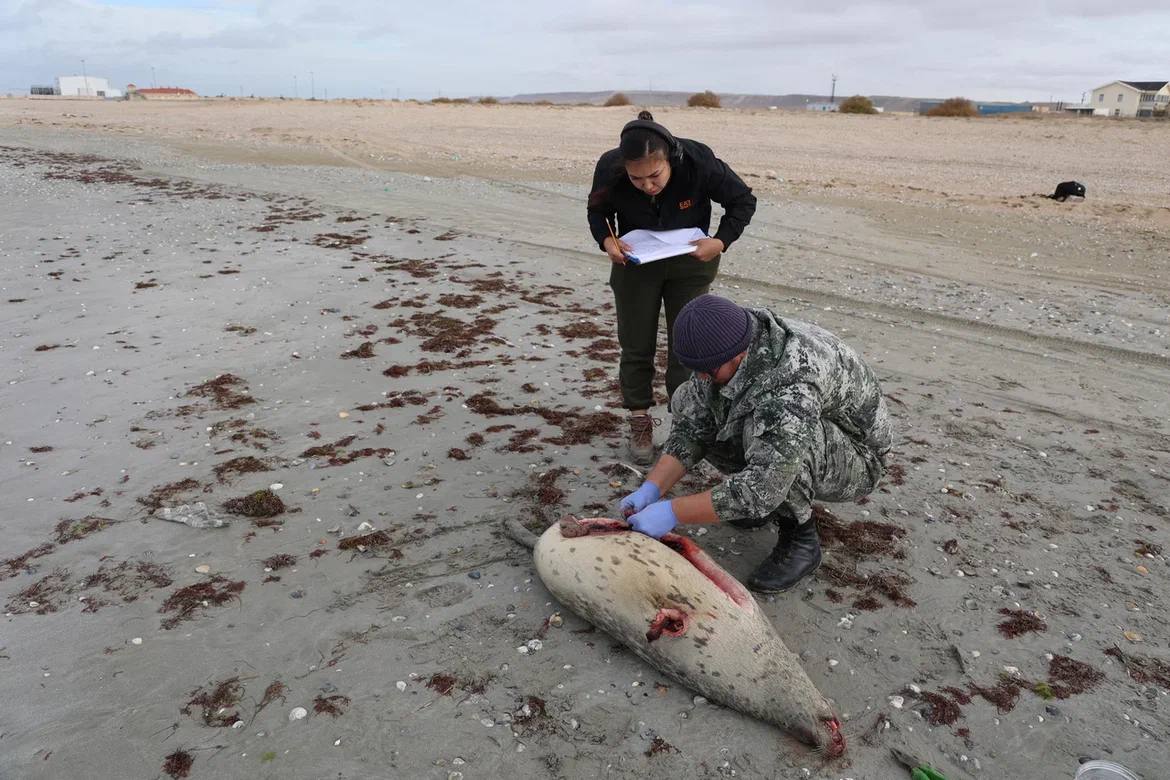 НА ПОБЕРЕЖЬЕ КАСПИЙСКОГО МОРЯ ОБНАРУЖЕНЫ ТУШИ 112 ТЮЛЕНЕЙ